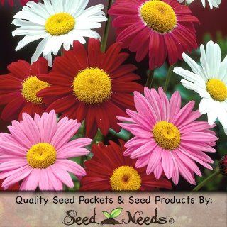 80 Seeds, Pyrethrum "Robinson's Mixture" (Chrysanthemum coccineum) Seeds By Seed Needs  Flowering Plants  Patio, Lawn & Garden