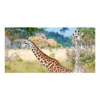 A Pair of Giraffes in the Mikumi National Park Photo Cards