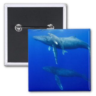 Male Humpback Whales Following Cow and Calf in Bre Pinback Buttons