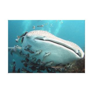 A whale shark and its following of remora gallery wrapped canvas