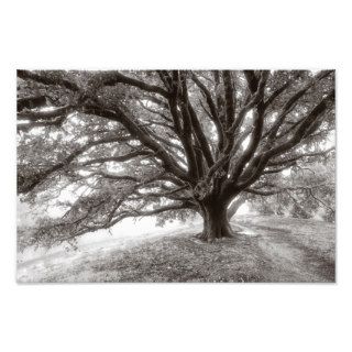 Ancient Oak Tree Art Photo