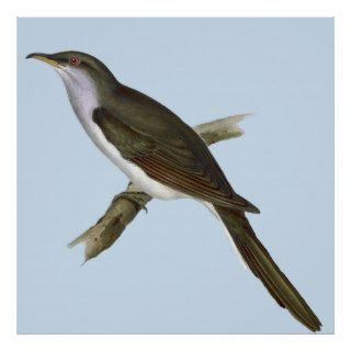 American Cuckoo Bird Print