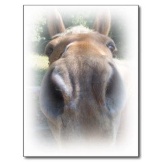 Horse Nose Post Card