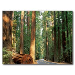 Avenue of The Giants, Humboldt, CA Postcards