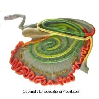 Ox Cow Digestive Tract Intestine System 3D Veterinary Model Anatomical Educational Animal Anatomy