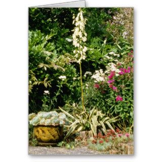 Yucca In Flower, Also Phlox, Accilia The Pear Cards