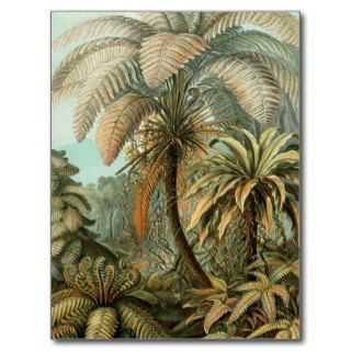 Vintage Ferns and Palm Tree Botanical Post Cards