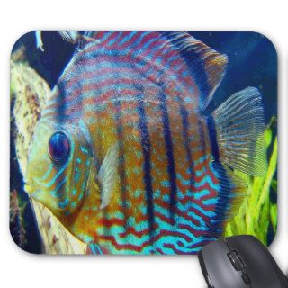 Fish with big blue eyes & blue stripes, swimming o mouse mats