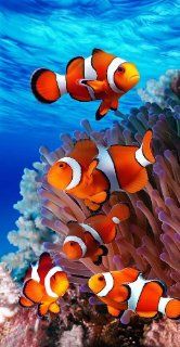Nemo Clown Fish Coral Reef Fantasy Beach Towel  
