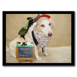 Cute Dog Funny Back to School Post Card