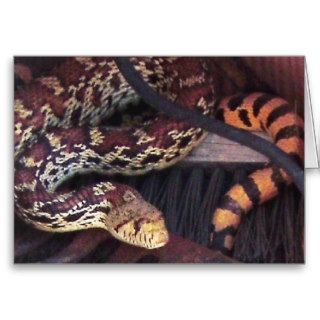 Funny Pest Control Mouser   Sonoran Gopher Snake Card