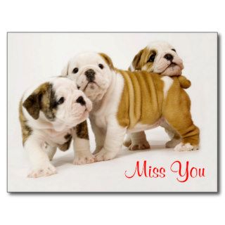 Miss You Bulldog Puppy Dogs Greeting Postcard