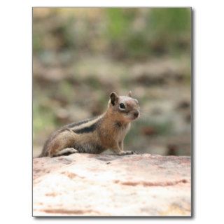 Sunning Ground Squirrel Post Card