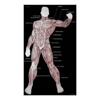 Muscle anatomy posters
