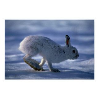 Varying Hare/Snowshoe Rabbit running across open s Posters