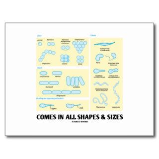 Comes In All Shapes & Sizes (Bacterial Morphology) Post Card