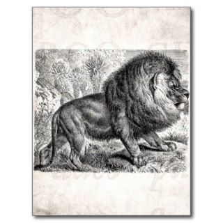 Vintage Lion Illustration Lions Mane Template Postcard