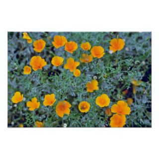 Orange California Poppies Overhead flowers Poster