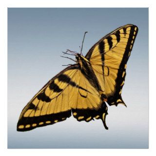 Eastern Tiger Swallowtail Butterfly Posters