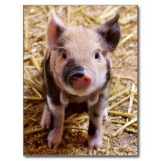 Cute Baby Piglet Farm Animals Barnyard Babies Post Cards