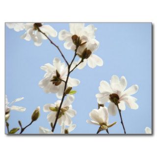 Magnolia Flowers postcards Blue Sky Magnolias Tree