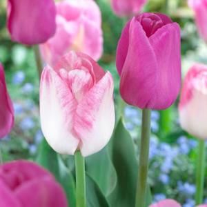 Martha Stewart Living Tulip Purple Flag/Shirley Dormant Bulbs (48 Pack) 70370