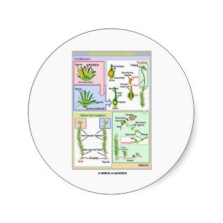 Life Cycle Of A Typical Moss (Bryophyte) Round Stickers