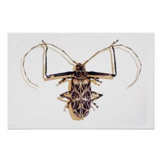 "Harlequin beetle" Insect Watercolor Bug Print