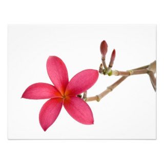 Red Frangipani flower Custom Invitations