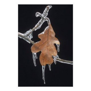 Oak Leaf with Ice Sickles After Ice Storm ; Art Photo
