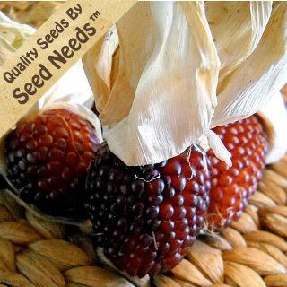 200 Seeds, Ornamental Corn "Strawberry" (Zea mays) Seeds By Seed Needs  Vegetable Plants  Patio, Lawn & Garden