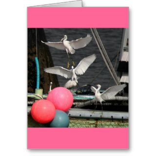 Snowy Egrets/Color Card