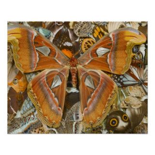 Atlas Moth Above Other Moths and Butterflies Poster