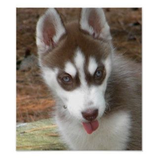 CC  Siberian Husky Puppy Poster