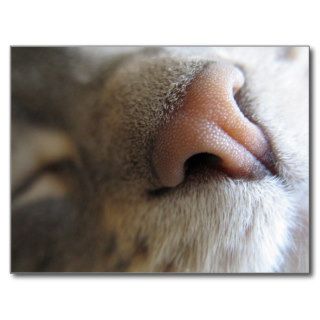 Fuzzy Kitty Nose Postcard