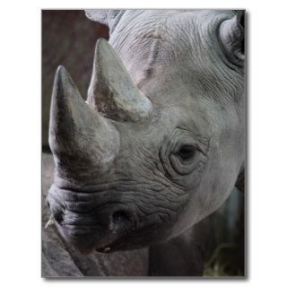 Black Rhinoceros Photo Post Card