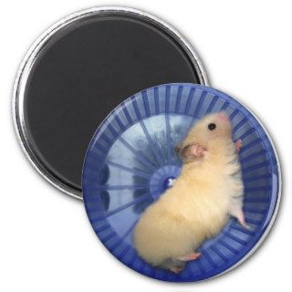 Hamster rolling on his wheel fridge magnets