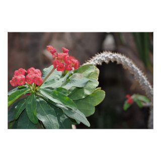 Red Crown of Thorns Plant Poster