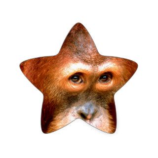 Orangutan Being Coy Sumartran Stickers