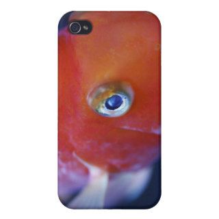 Also known as the Blood Parrot or Bloody Parrot. iPhone 4/4S Cover
