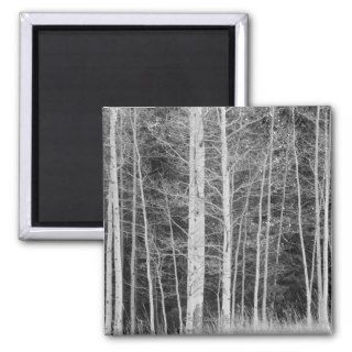 Trees in forest during winter fridge magnet