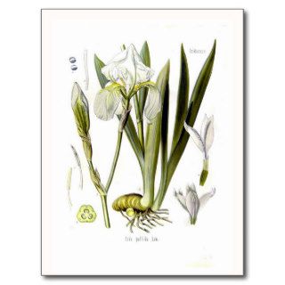 Iris pallida post cards