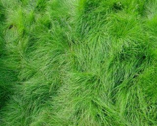 100LBS Creeping Red Fescue for Shaded areas  Soil And Soil Amendments  Patio, Lawn & Garden