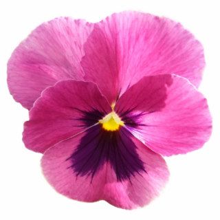 Jewelry   Pin   Dark Pink Pansy Photo Cut Out