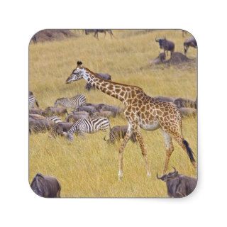 Maasai Giraffes roaming across the Maasai Mara 2 Stickers
