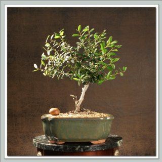 Holly Bonsai Tree (Dwarf Yaupon) I  Bonsai Plants  Grocery & Gourmet Food