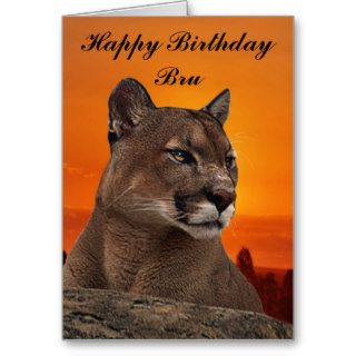 Mountain lion at sunset cards