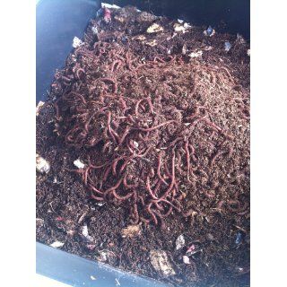 Uncle Jim's Worm Farm 1, 000 Count Red Wiggler Live Composting Worms  Vermicompost  Patio, Lawn & Garden