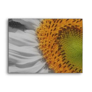 Sunflower In Black And White Envelope