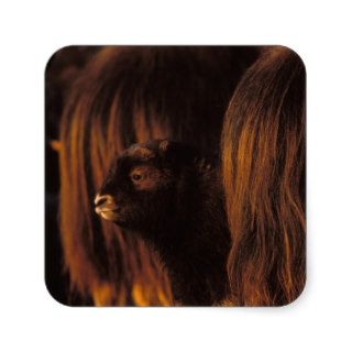 muskox, Ovibos moschatus, newborn calf between Sticker